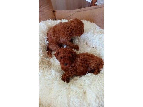 Toy poodle yavrularımız ruhsatlı çiftliğimizden