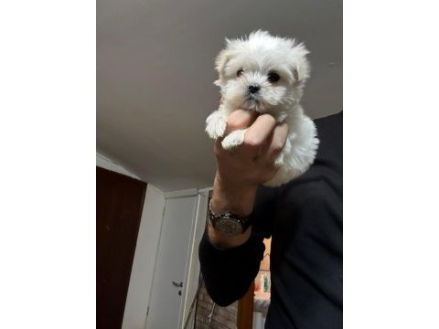 Pamuk bebek maltese