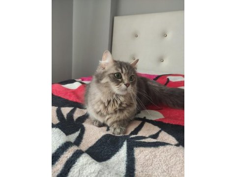 Yetişkin chinchilla