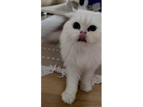 Bembeyaz scottish fold