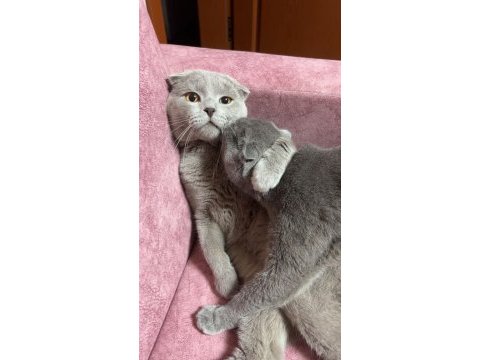 Erkek scottish fold kedimi sahiplendireceğim