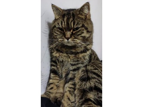 Kısır çipli scottish fold erkek kedime yeni yuva arıyoruz