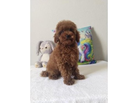 Rengarenk poodle minnoşlar sizlerin olmaya hazır