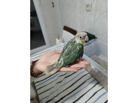 Cıvıl cıvıl rengarenk uysal bebek kuşlar için ulaşın