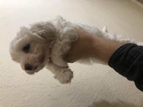 50 günlük terrier iç parazit yapıldı