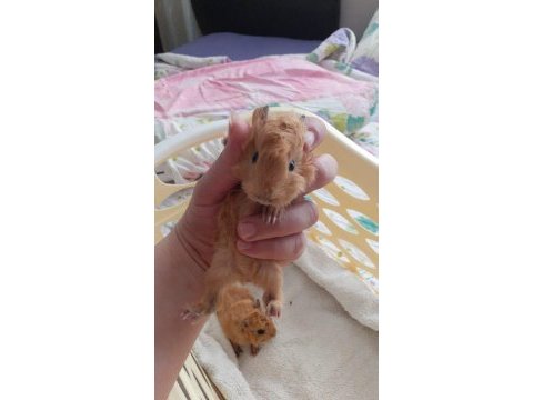 Peruvan ginepig yavrularımız