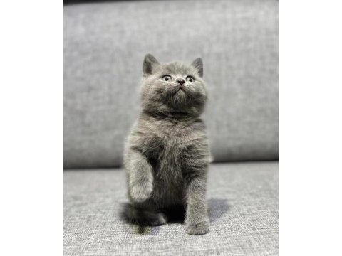 Ankara nın en güzel british shorthair yavruları