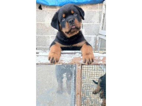 A şecereli rottweiler yavrular