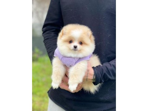 Pomeranian teddy face yavru köpekler