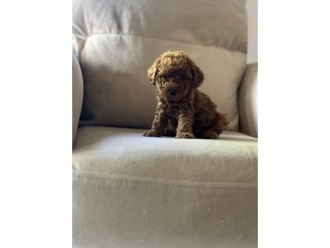 Kıvır kıvır toy poodle dünyası