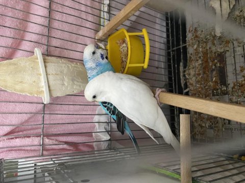 Bakıcı çift muhabbet kuşu