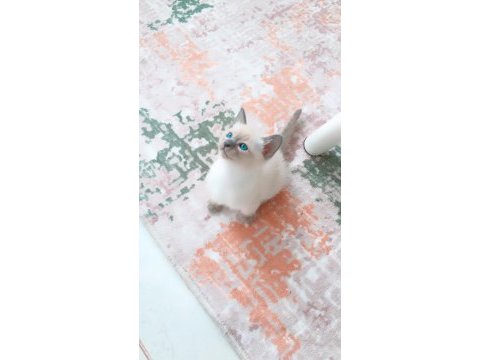 Blue point british shorthair bebekler