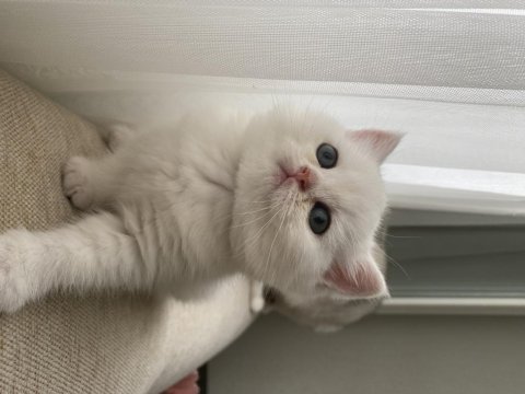 British shorthair silver point