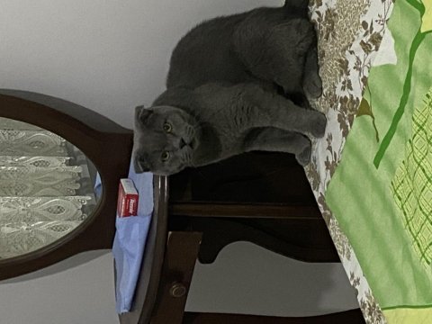 Uysal ürkek scottish fold bebeğim