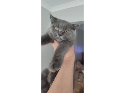 Ücretsiz 4 aylık british shorthair