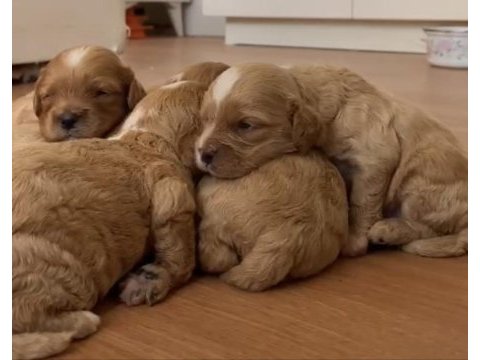 Cavapoo yavrular dişi ve erkek
