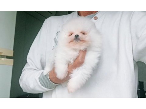Orijinal pomeranian boo köpeği