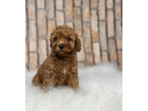 İstanbul köpek çiftliği her boy toy poodle yavrular