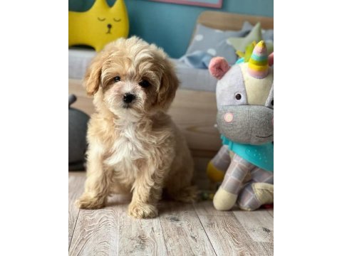 Irk garantili maltipoo yavruları