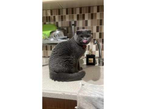 Ücretsiz sahiplendirme 2 yaşında scottish fold
