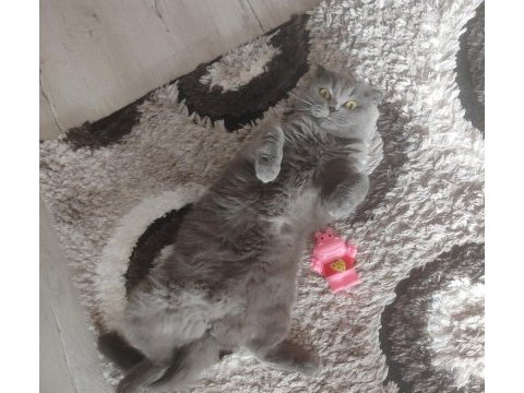 Ücretsiz scottish fold dişi