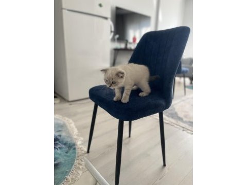 British shorthair gri maskeli