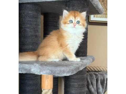 Show kalite soyu belli british longhair golden yavru