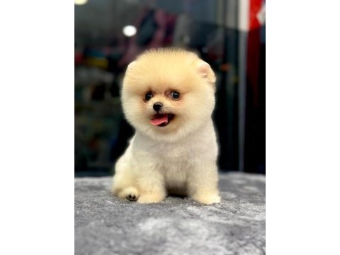Minik pomeranian yavrumuz lena