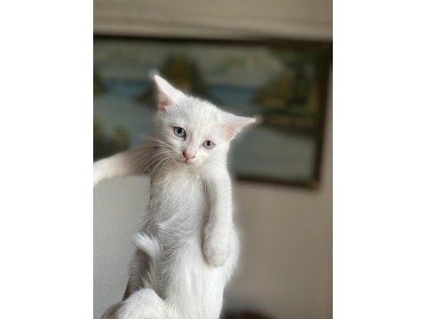 British shorthair yavrularım yuvalarına gitmeye hazırlar