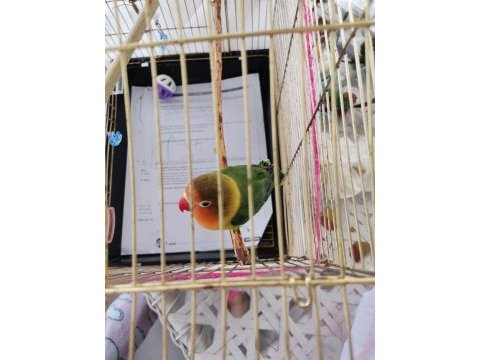 Cennet yavru papağan ile takas olur