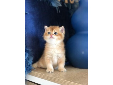 A kalite british shorthair gold yavrular