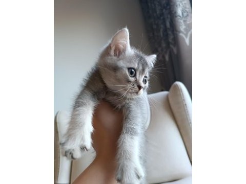 Yakışıklı mı yakışıklı british shorthair bebişlere yuva