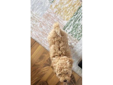 2 aylık poodle herkül