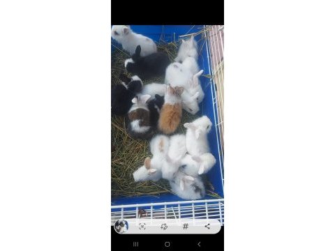 Hollanda lop tavşan yavrular