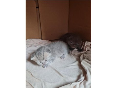 21 nisan doğumlu british shorthair yavru kediler