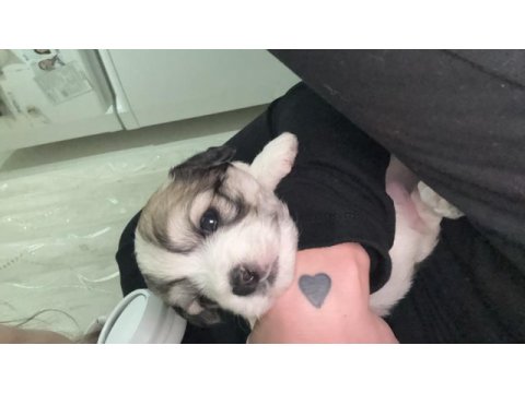 Sahiplendirilecek köpeklerimiz