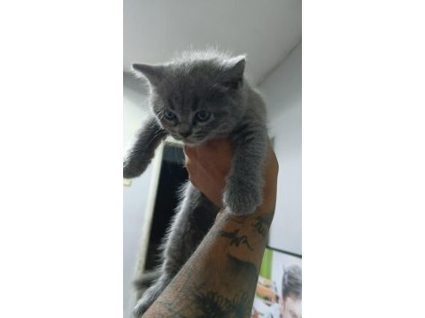 British shorthair yavrularımız