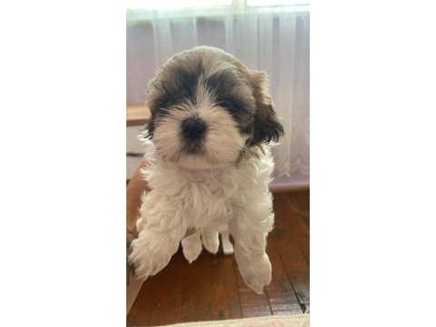 Muhteşem güzellikteki shih tzu yavrular 