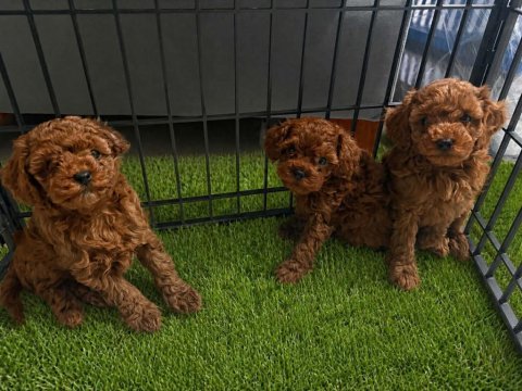 Toy poodle yavrular