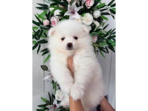 Babby pomeranians