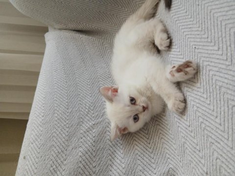 Safkan british shorthair dişi yavru