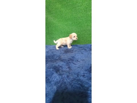 Muhteşem maltipoo minikler