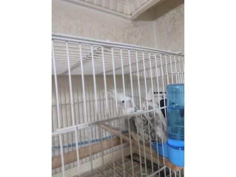 Sultan papağanı takım wf