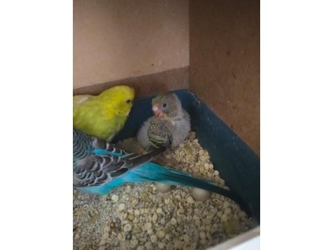 25 günlük civarı iri boy yavru muhabbet kuşları