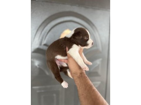 Kızıl border collie yavrular