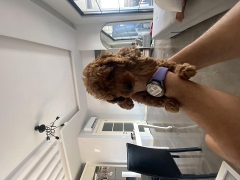 Sahibinden toy poodle