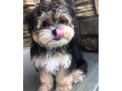 Bol tüylü pofuduk yavru yorkshire terrier
