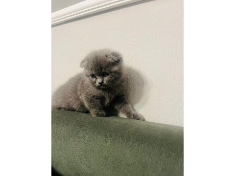 Scottish fold kediler tuvalet eğitimleri var