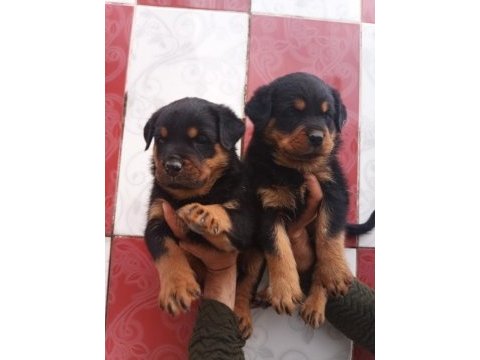 A klas rottweiler yavruları