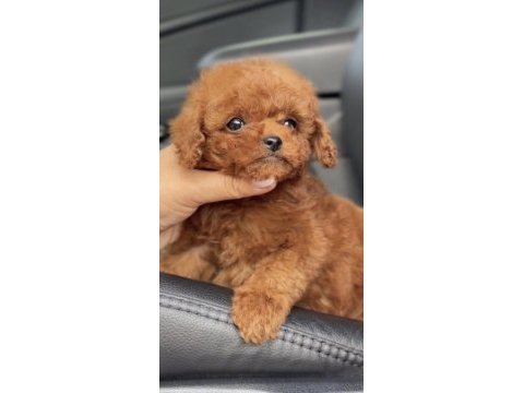 Toy poodle köpeği